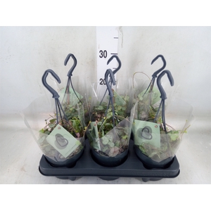 Ceropegia woodii ssp. woodii