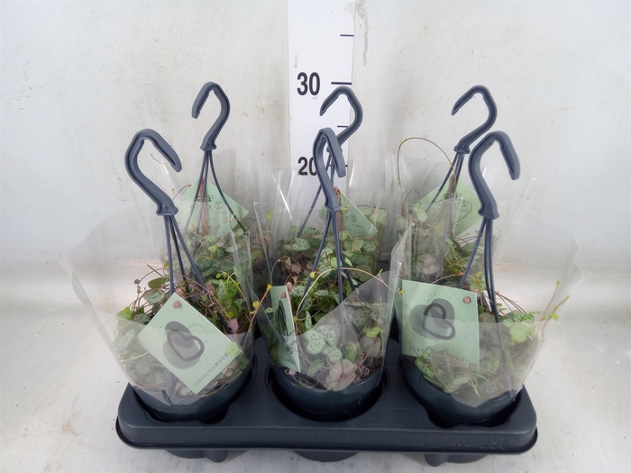 <h4>Ceropegia woodii ssp. woodii</h4>
