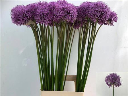 <h4>Allium Gladiator</h4>