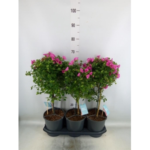 Anisodontea capensis 'Elega Prince'