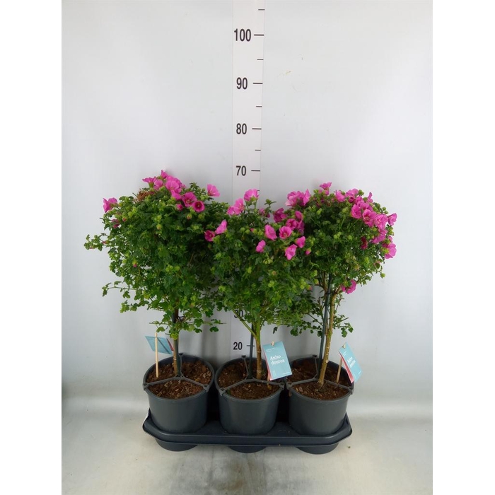 <h4>Anisodontea capensis 'Elega Prince'</h4>