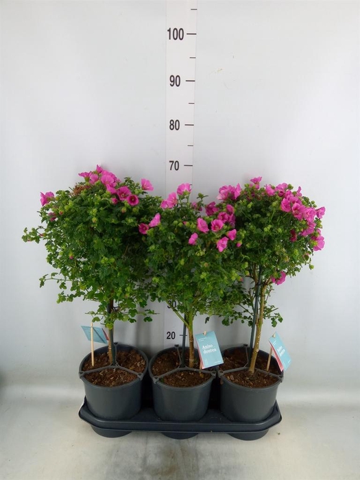 <h4>Anisodontea capensis 'Elega Prince'</h4>