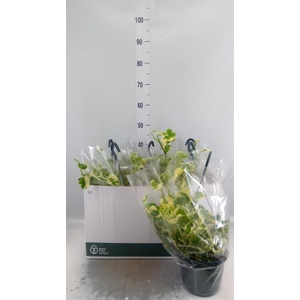 Epipremnum pinn. 'NJoy'