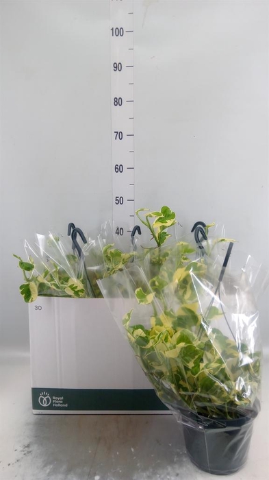 <h4>Epipremnum pinn. 'NJoy'</h4>