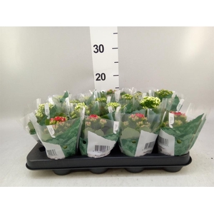 Kalanchoe blos. 'RosDon Collection'