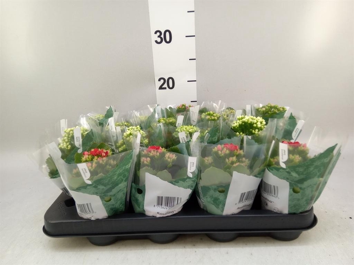 <h4>Kalanchoe blos. 'RosDon Collection'</h4>