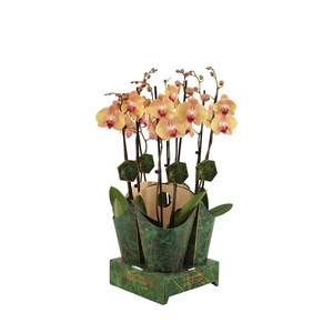 Signature Golden Nature Cover Phal After Glow 2T16+