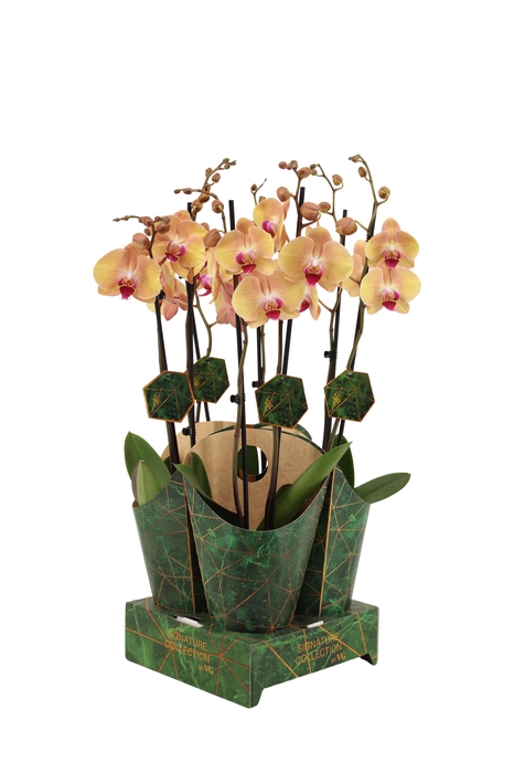 <h4>Signature Golden Nature Cover Phal After Glow 2T16+</h4>