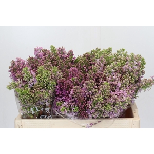 Syringa Vulg Ruhm Von Horstenstein