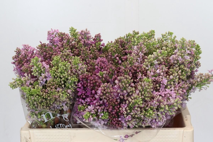 <h4>Syringa Vulg Ruhm Von Horstenstein</h4>