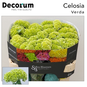CELOSIA ARG. CR 'ACT VERDA' žalia