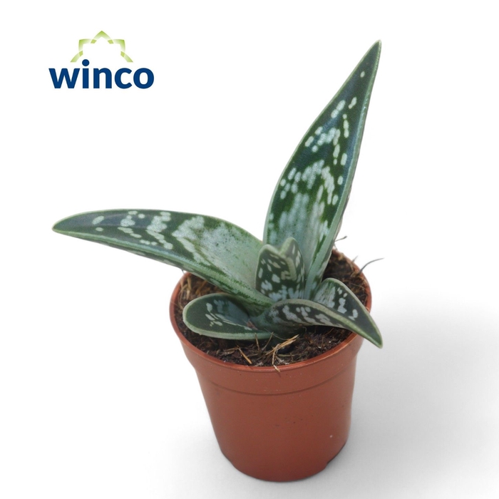 <h4>Aloe Variegata</h4>