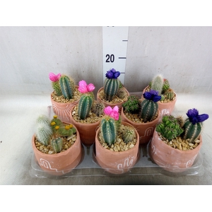 Cactus   ...