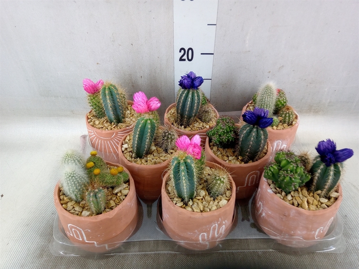 <h4>Cactus   ...</h4>