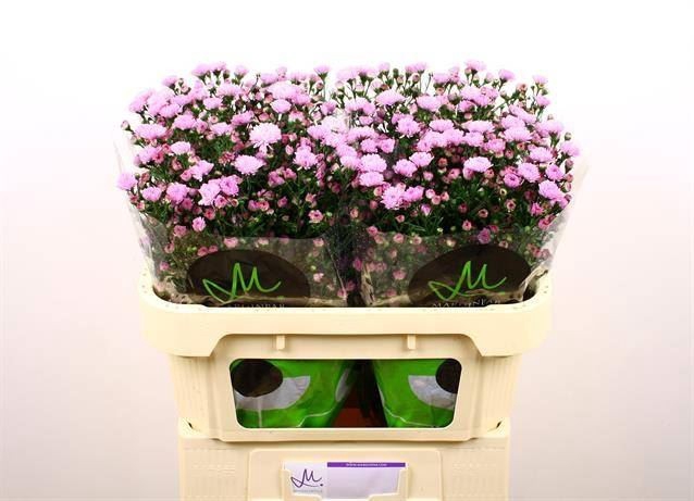 <h4>Aster N-B 'Double Date Pink'</h4>