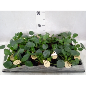 Pilea peperomoides