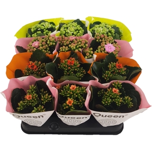 Kalanchoe