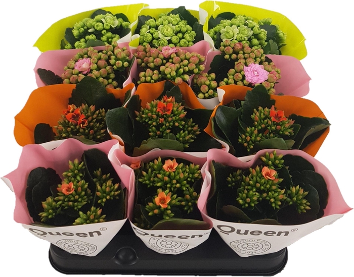 Kalanchoe gevuld gemengd 4klr.