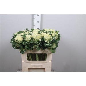 Brass Crane Ru White