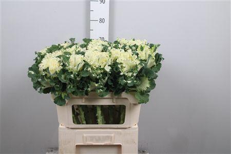 <h4>Brass Crane Ru White</h4>