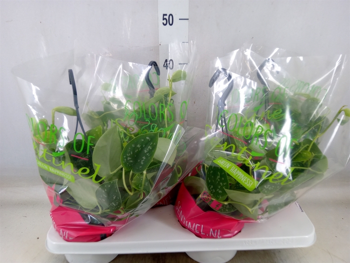 <h4>Scindapsus pictus 'Argyraeus'</h4>