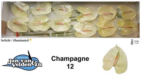 <h4>Anth Champagne</h4>