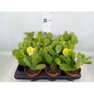Opuntia humifusa
