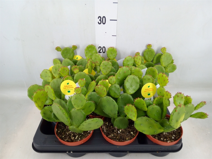 <h4>Opuntia humifusa</h4>