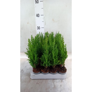 Chamaecyparis laws. 'Ellwoodii'