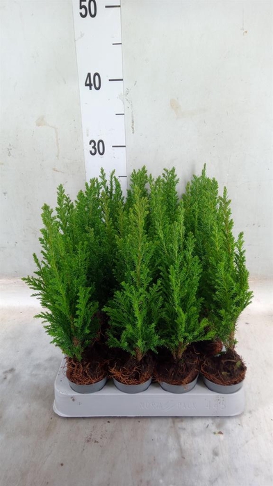 <h4>Chamaecyparis laws. 'Ellwoodii'</h4>