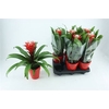 Guzmania Hope Keramiek