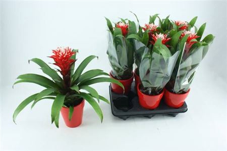 Guzmania Hope Keramiek