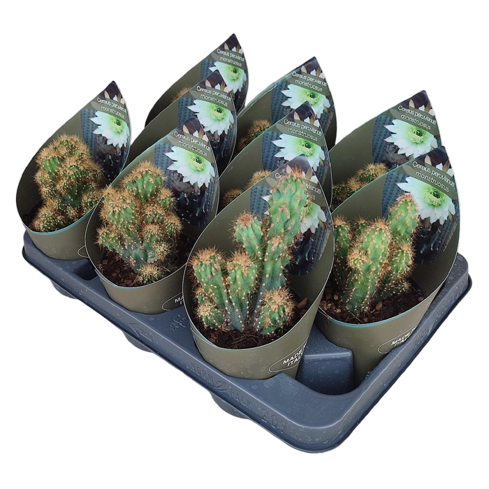 <h4>CERE MONSTR</h4>