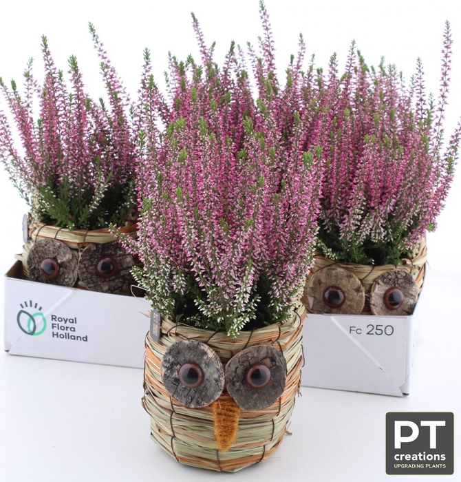 <h4>ARR TUINPLANTEN</h4>