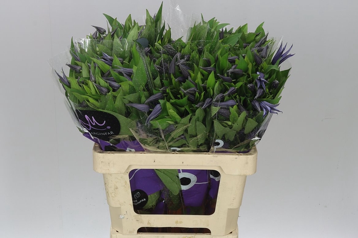 <h4>Clematis Amazing Oslo</h4>