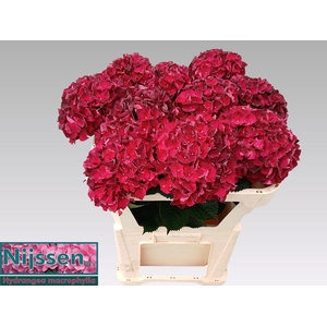 Hydr M Mag Dark Ruby