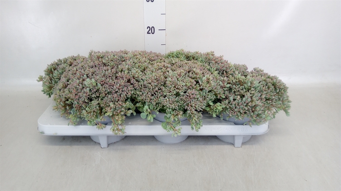 <h4>Sedum cauticola 'Lidakense'</h4>