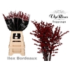 ILEX BORDEAUX 70 cm