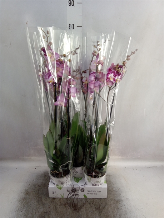 <h4>Phalaenopsis   ...lilac</h4>