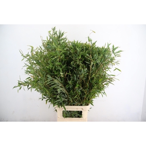 DECOGROEN OV