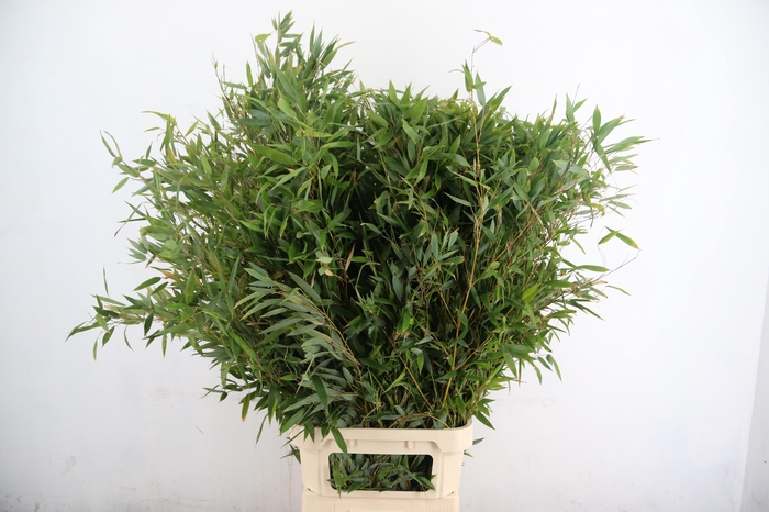 <h4>DECOGROEN OV</h4>
