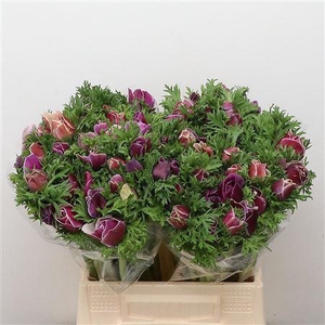 Anem Mistral Sr Cenere Super