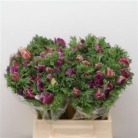 <h4>Anem Mistral Sr Cenere Super</h4>