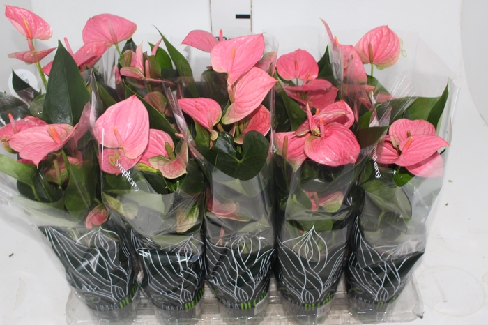 <h4>ANTHURIUM SUCCESS PINK P12</h4>