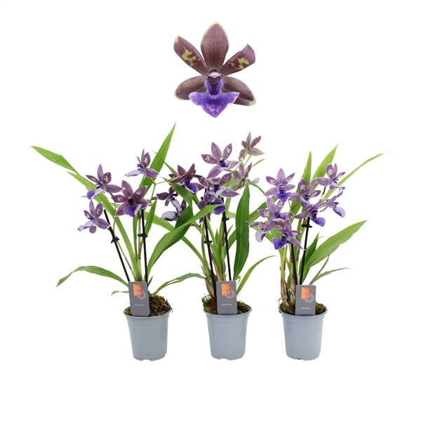 <h4>Inca Zygopetalum Impasto Blue 2 spike 9cm</h4>