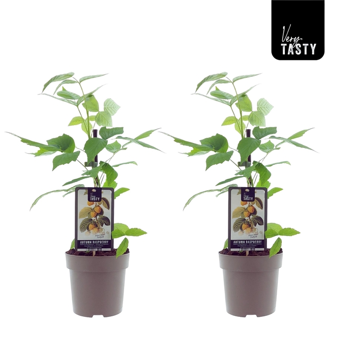 <h4>Rubus Fallgold</h4>