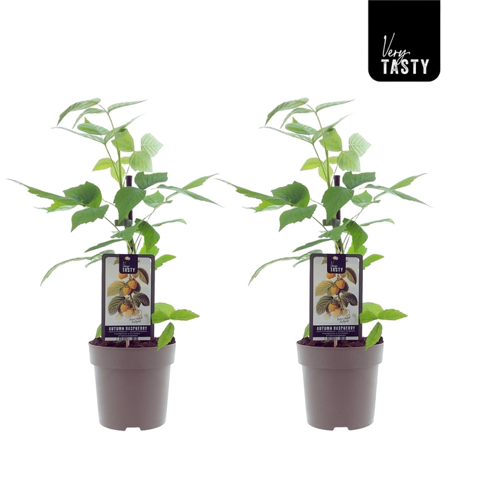 <h4>Rubus Fallgold</h4>