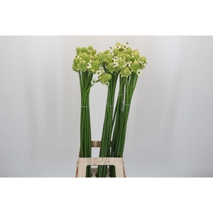 Ornithogalum Saundersiae