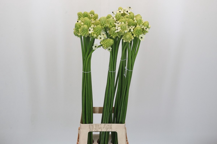 <h4>Ornithogalum Saundersiae</h4>