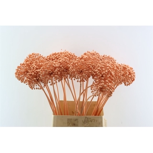 Allium Kbh Salmon P St